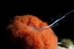 Anemone Spawn: I had my D100, L&M Titan housing & 17-35mm... by Ryan Weeks 